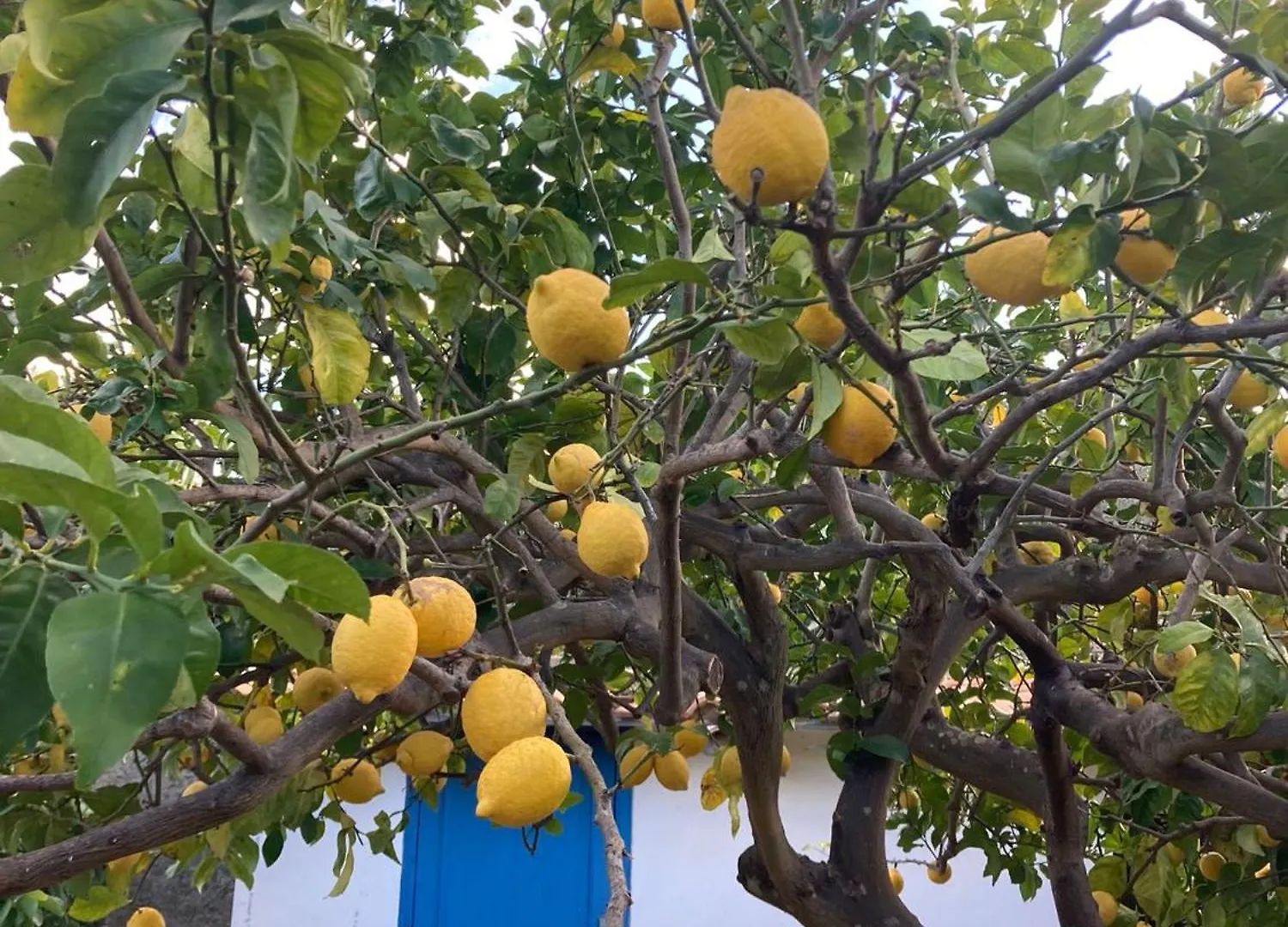 Il Nido Di Mortelle I Villa Messina