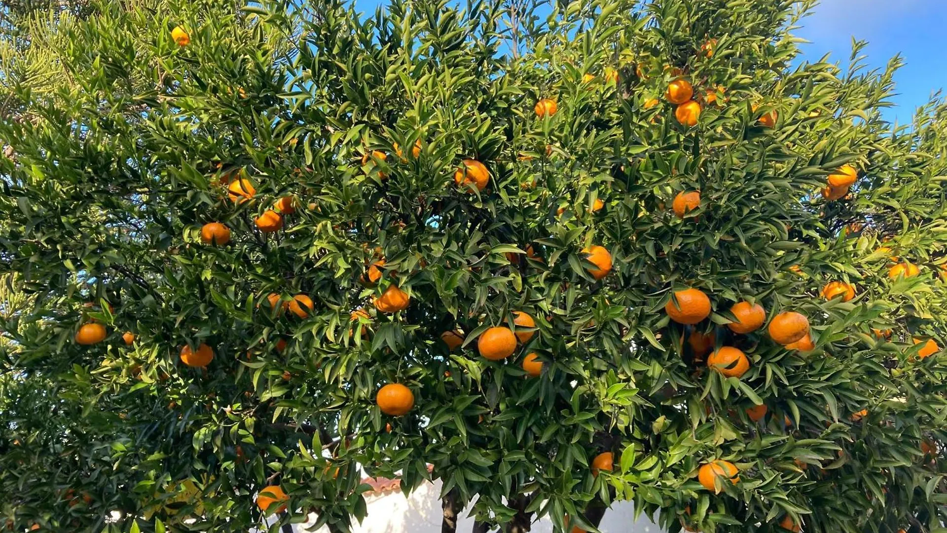 Il Nido Di Mortelle I Villa Messina Italy